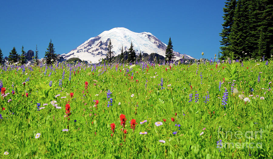 Wildflower meadow near Mt. Rainier Photograph by Bruce Block