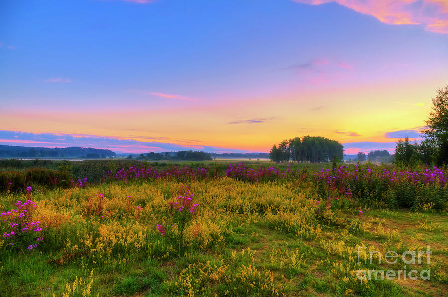 Magic Photograph - Wildflower meadow by Veikko Suikkanen