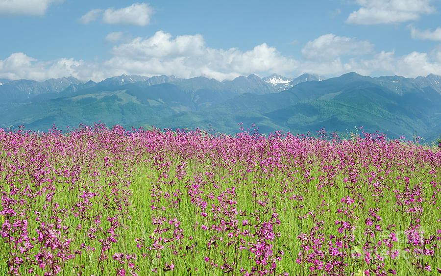 Wildflower Meadows and the Carpathian Mountains, Romania Photograph by Perry Rodriguez