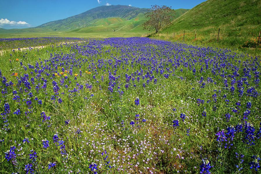 Wildflower Mix at Tejon Ranch Photograph by Lynn Bauer