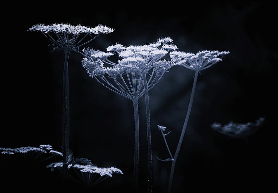 Wildflower Monochrome Photograph by Jeff Townsend