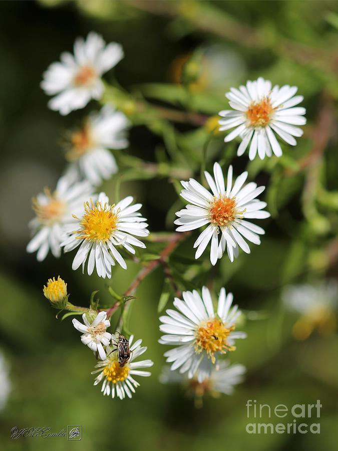 Wildflower named White Panicle Aster Photograph by J McCombie
