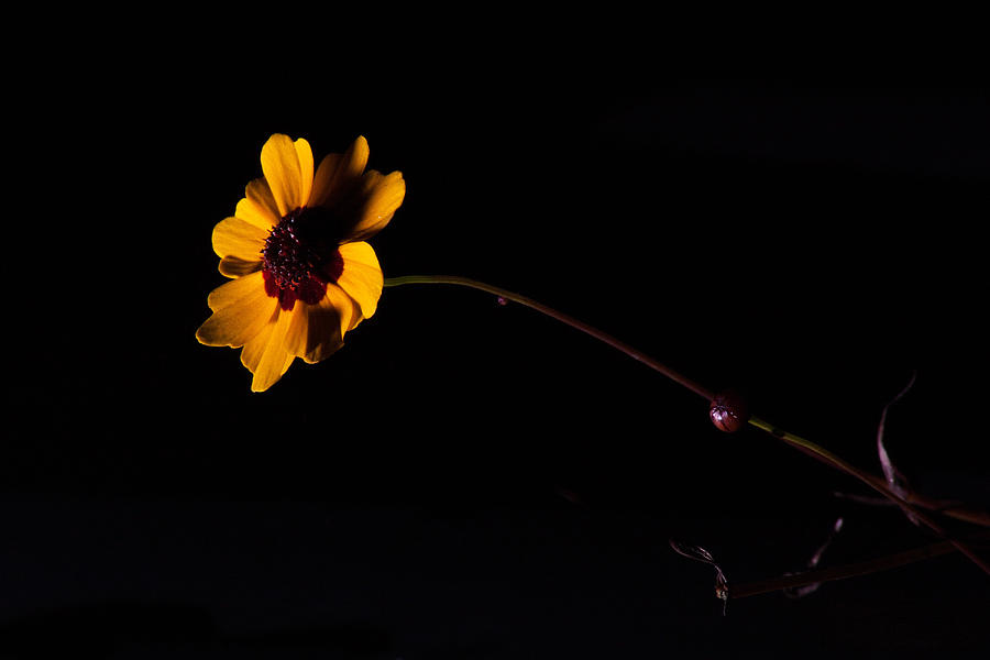 Wildflower On Black Photograph by Eugene Campbell
