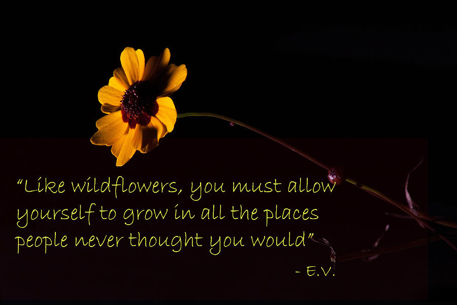 Wildflower on Black w Quote Photograph by Eugene Campbell