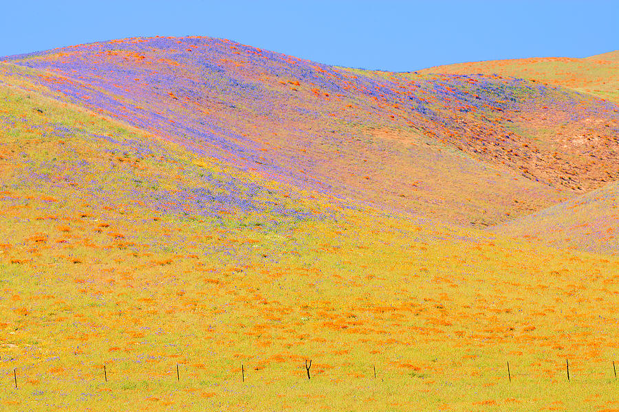 Wildflower Painted Hills Photograph by Ram Vasudev