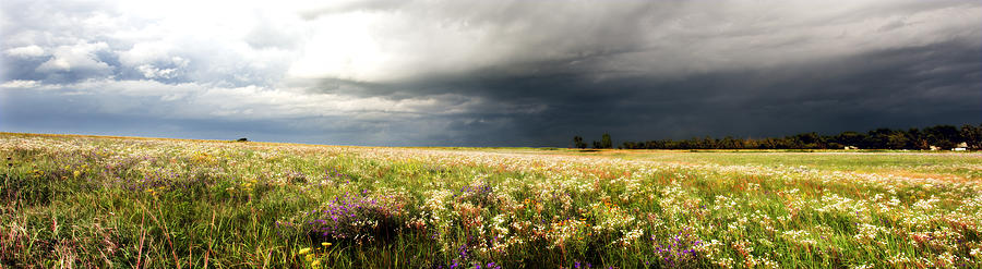 Wildflower Panorama 2008 Photograph by Eric Benjamin