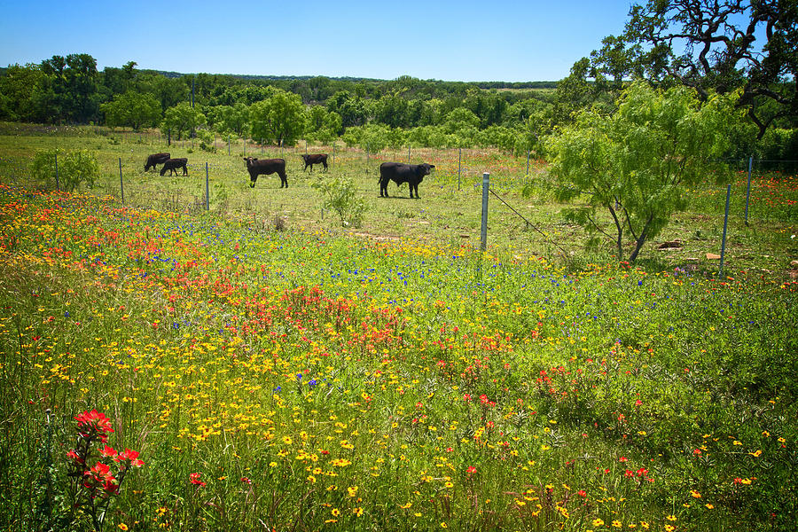 Wildflower Pastures on Willow City Loop Photograph by Lynn Bauer