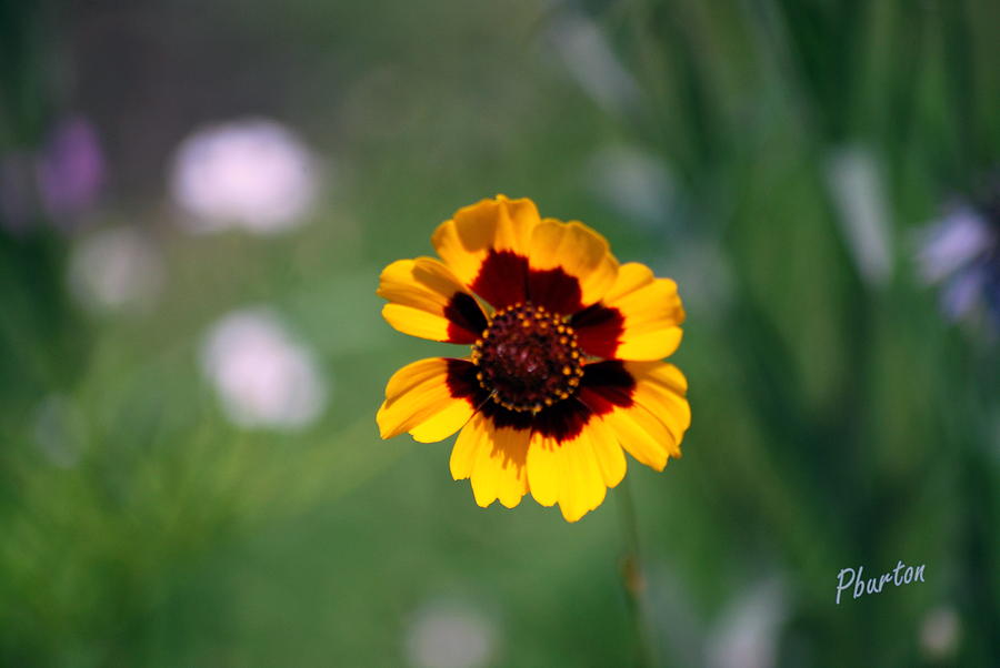 Flower Photograph - Wildflower by Phil Burton