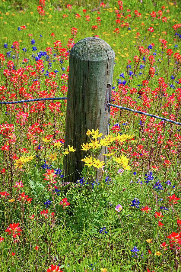 Wildflower Post Photograph by Lynn Bauer