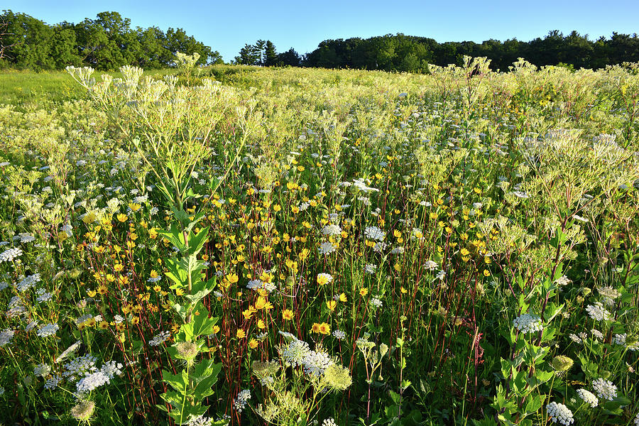 Wildflower Prairie at Marengo Ridge Photograph by Ray Mathis