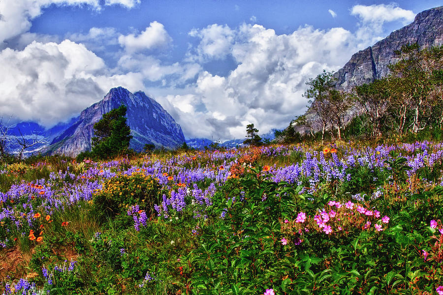 Wildflower Profusion Photograph by Albert Seger