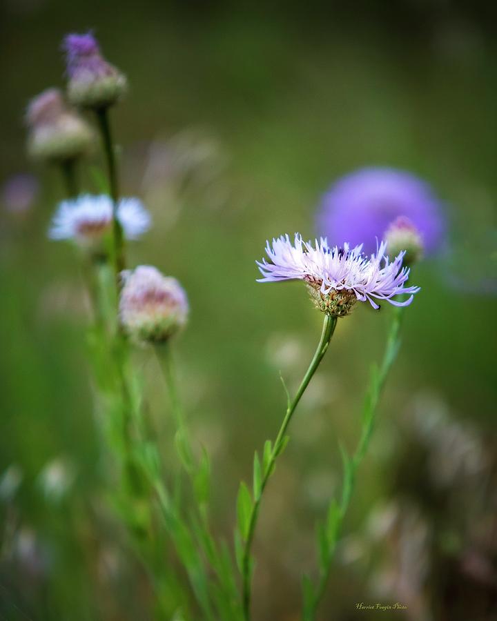 Wildflower Remnants  Photograph by Harriet Feagin