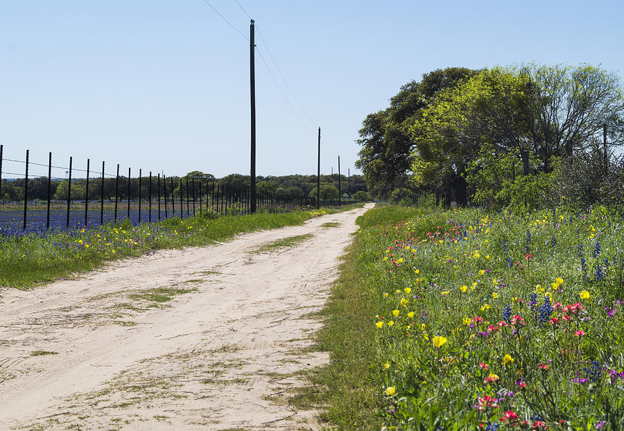 Wildflower Road Photograph By Craig David Morrison Fine Art America