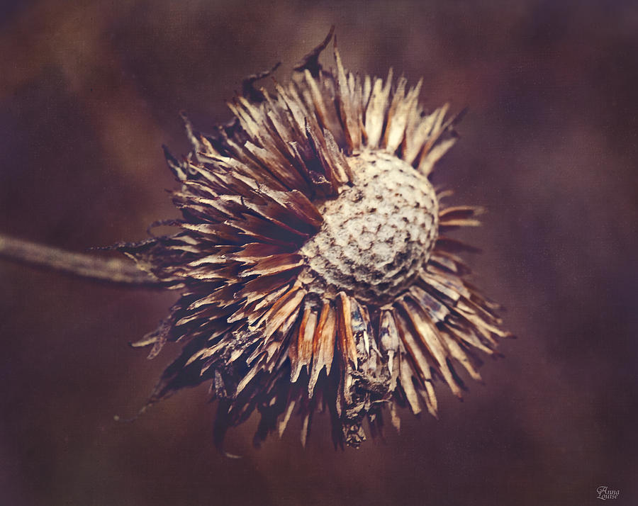 Wildflower Seed Pod Photograph by Anna Louise