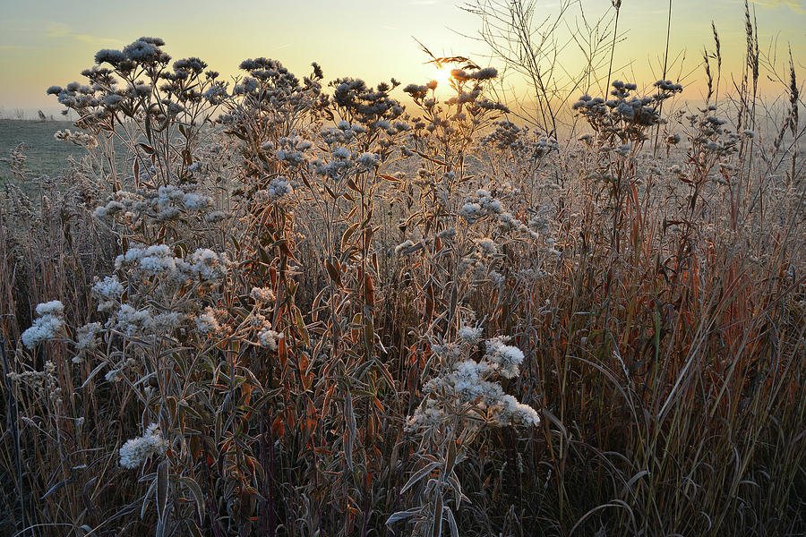 Wildflower Shadows at Sunrise in Glacial Park Photograph by Ray Mathis