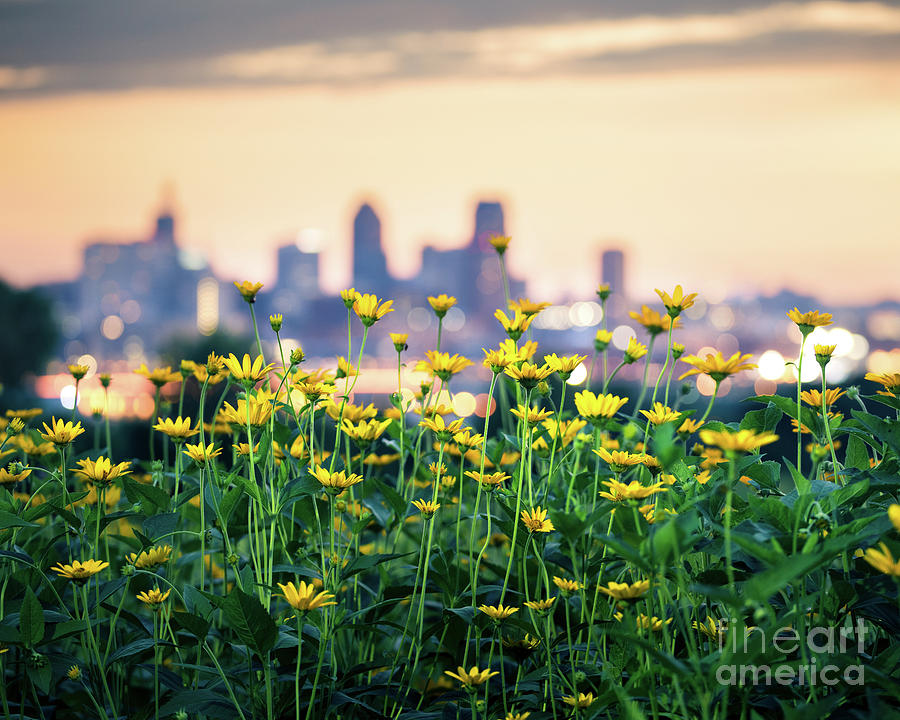 Wildflower Skyline Photograph by Ernesto Ruiz