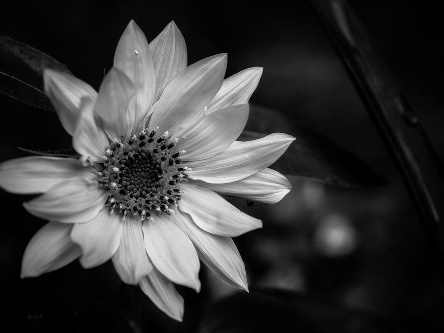 Wildflower Sunflower Photograph by Bob Orsillo