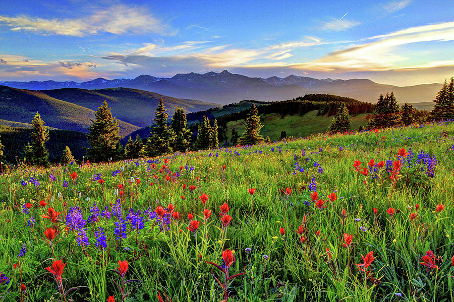 Flower Photograph - Wildflower Sunset Hill by Scott Mahon