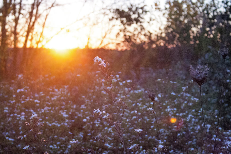 Wildflower Sunset Photograph