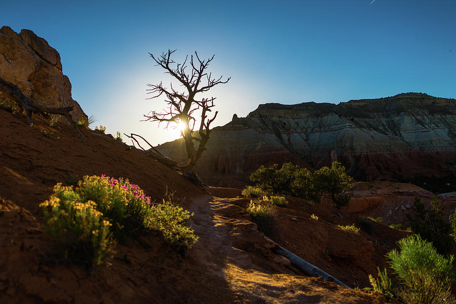Wildflower Sunset Kodachrome State Park Utah Photograph by Lawrence S Richardson Jr