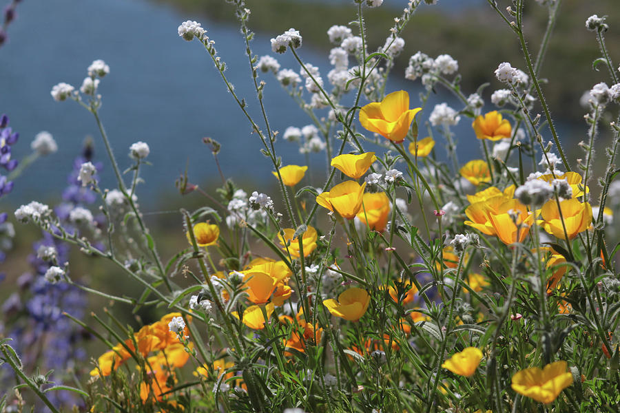 Wildflower Super Bloom at Diamond Valley Lake Photograph by Cliff Wassmann