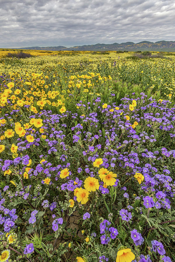 Wildflower Super Bloom Photograph by Peter Tellone
