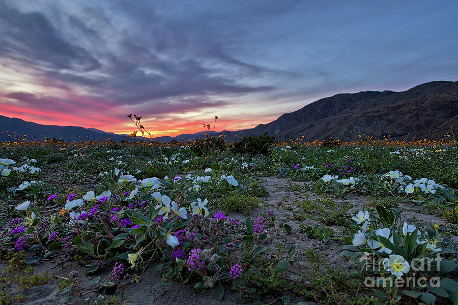 Wildflower Super Bloom Sunset in Anza Borrego Desert Photograph by Sam Antonio