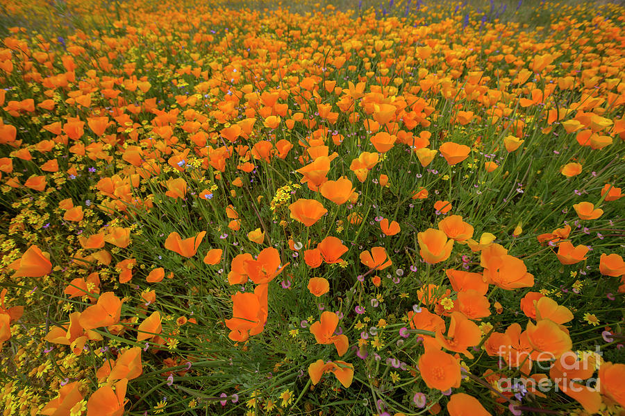 Wildflower Superbloom 14 Photograph by Daniel Knighton