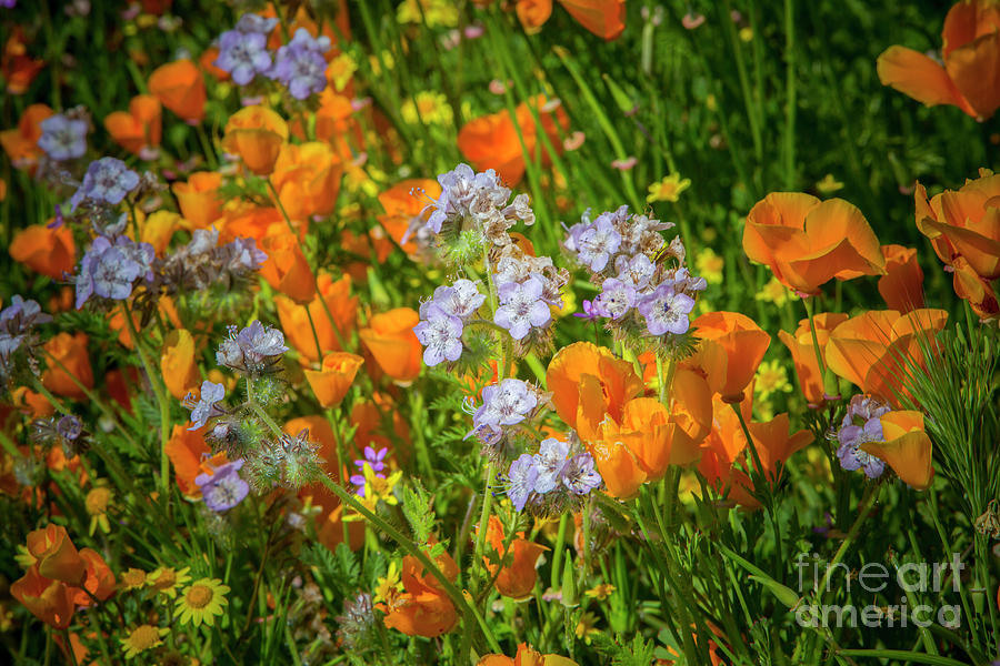 Wildflower Superbloom 7 Photograph by Daniel Knighton