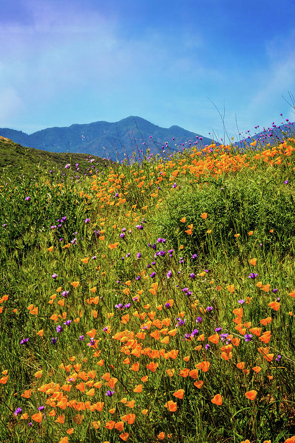 Wildflower Superbloom in Walker Canyon 2017 Photograph by Lynn Bauer