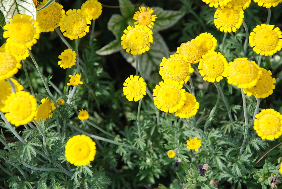 Wildflower Tansy Photograph by Ee Photography