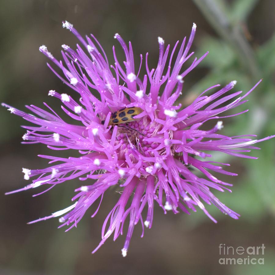 Wildflower Thistle Photograph by Ella Kaye Dickey