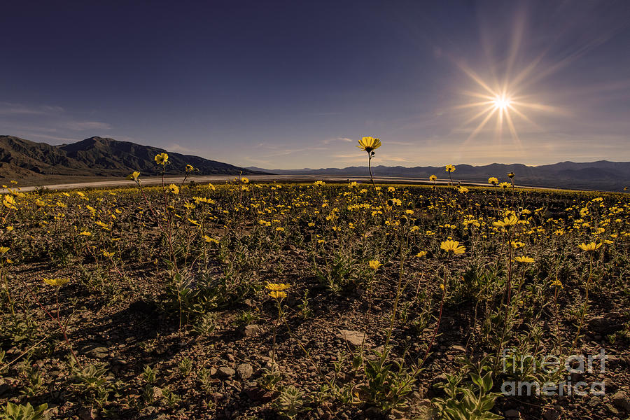 Wildflower Super Bloom through the Fisheye Photograph by Janis Knight