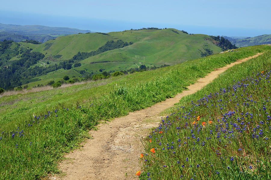 Wildflower Trail Photograph by Kathy Yates