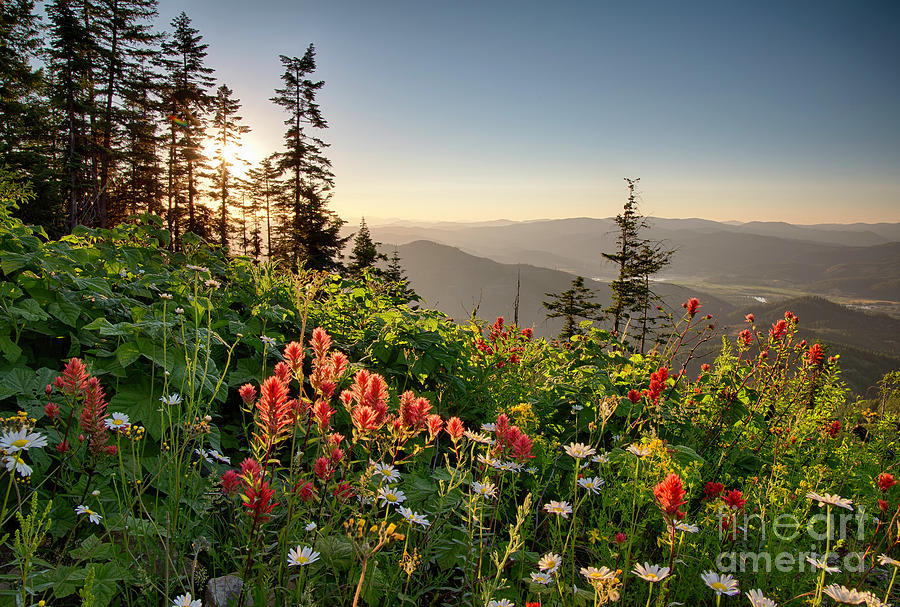 Wildflower View Photograph by Idaho Scenic Images Linda Lantzy