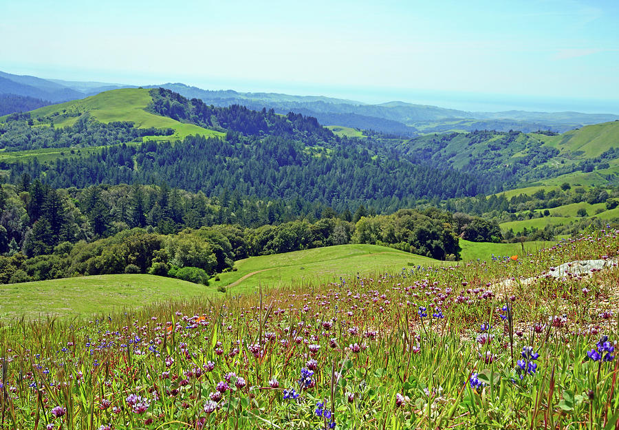 Wildflower View Photograph by Kathy Yates