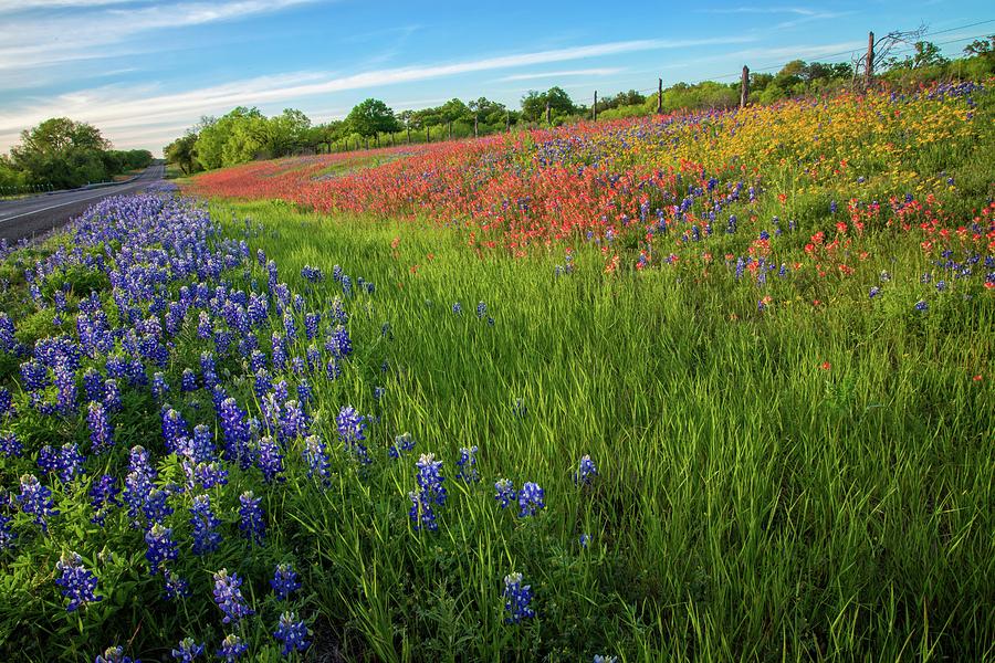 Wildflower Wonderlands in the Hill Country Photograph by Lynn Bauer
