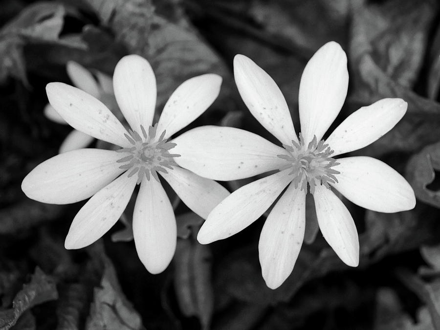 Nature Photograph - Wildflower...black And White by Tom Druin