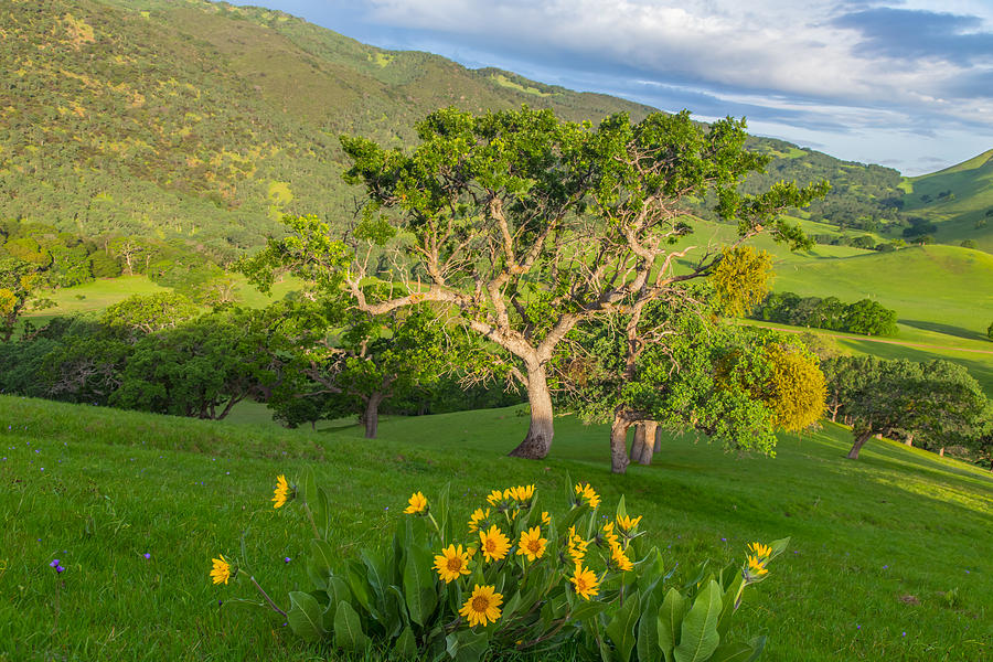 Tree Photograph - Wildflowers Above Round Valley by Marc Crumpler