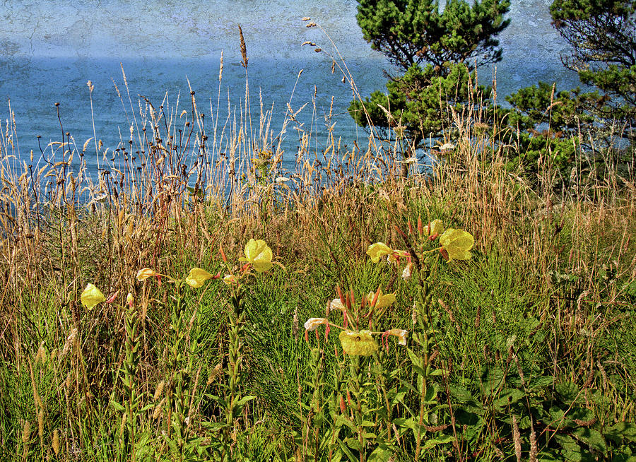 Wildflowers Above The Sea Photograph by Thom Zehrfeld