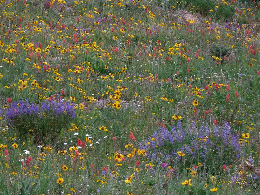 Wildflowers abundance Photograph by George Tuffy