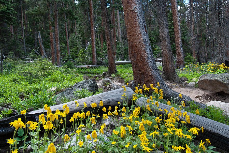 Wildflowers after Wildfire Photograph by Cascade Colors