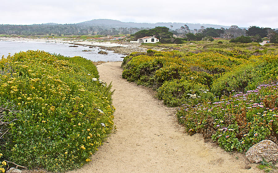 Wildflowers along Pacific Coast near 17 Mile Drive to Pebble Beach-California  Photograph by Ruth Hager