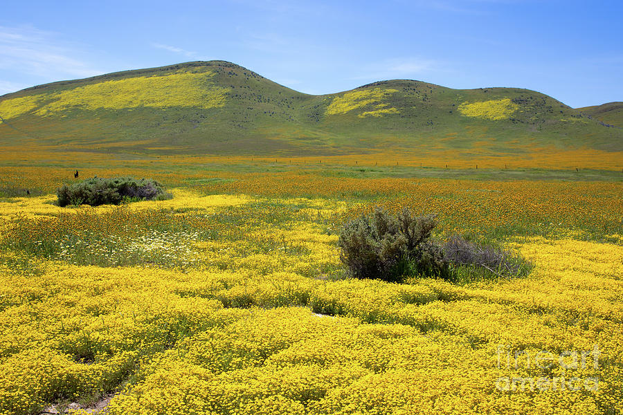 Wildflowers Along Soda Lake Road Photograph by Mimi Ditchie