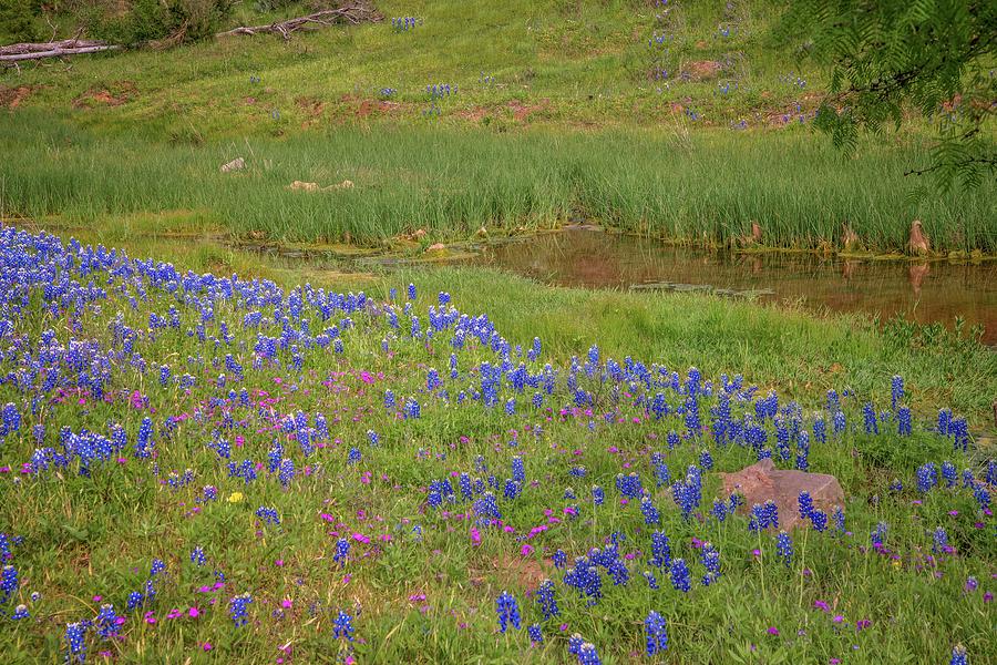 Wildflowers Along the Creek Photograph by Lynn Bauer