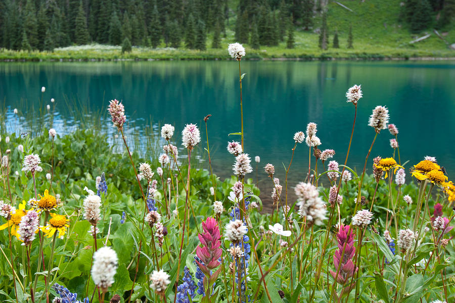Wildflowers Along the Lake Photograph by Cascade Colors