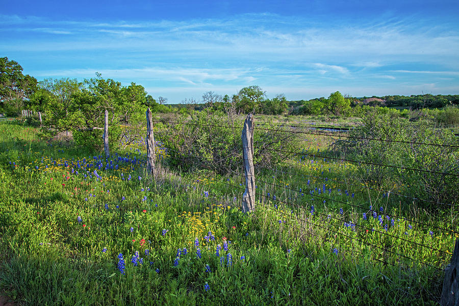 Wildflowers Along the Roadside Photograph by Lynn Bauer