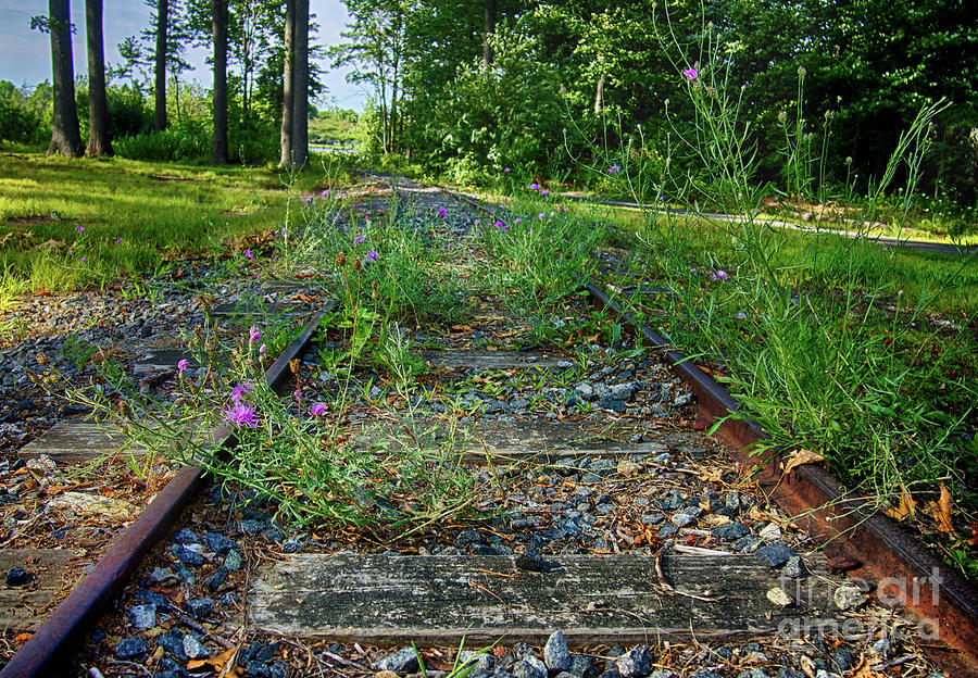 Wildflowers Along The Tracks Photograph by Mark Miller