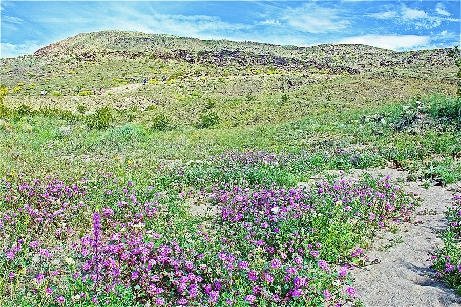Wildflowers along Trail in Anza-Borrego Desert State Park-California Photograph by Ruth Hager