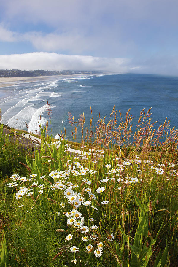 Wildflowers Along Yaquina Head Newport Photograph by Craig Tuttle